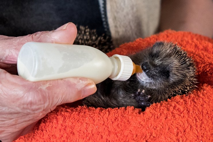 Kleiner Igel wird mit Flasche gefüttert - © Foto: Daniel Bockwoldt/dpa