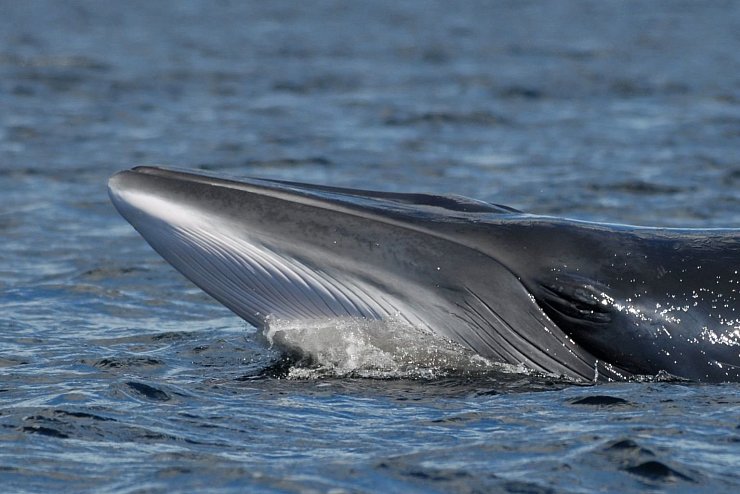 Wale vor Norwegen - &copy; Foto: Ursula Tscherter/ORES/dpa