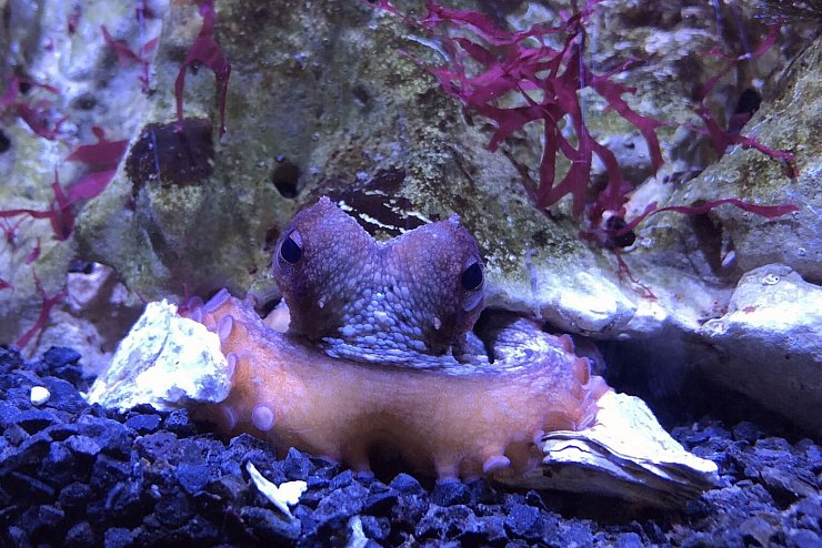 Octopus vulgaris - &copy; Foto: Daniel Abed-Navandi/Wiener Haus des Meeres/dpa
