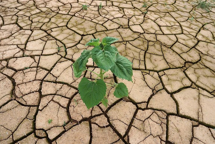 Risse im Ackerboden - &copy; Foto: Karl-Josef Hildenbrand/dpa