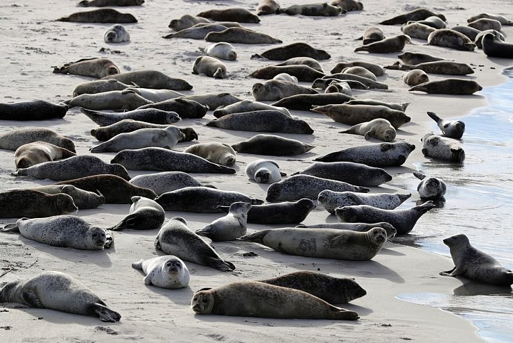Robben in der Nordsee - &copy; Foto: Christian Charisius/dpa