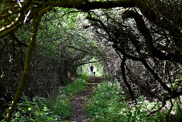 Wie im Märchen: Der Zwerg-Anton-Weg führt durch den Dornröschenwald. - © Benjamin Möller