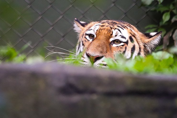 Tiger - © Foto: Christian Charisius/dpa/Symbolbild