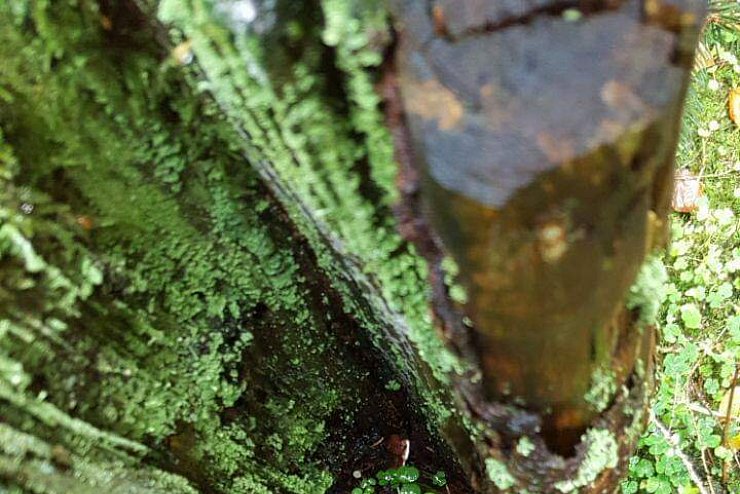 LZ-Leserin Anja L&uuml;ke zeigt einen Blick f&uuml;r die Details. - &copy; Anja L&uuml;ke