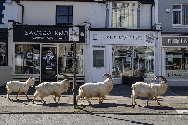 Ziegen in Llandudno - © Foto: Peter Byrne/PA Wire/dpa