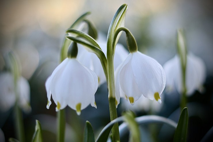 Eine Aufnahme aus einem Privatgarten in Schieder-Schwalenberg. - © Sigrid Tewesmeier