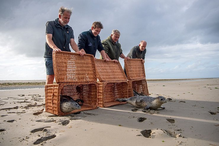 Seehundstation Norddeich wildert erste Heuler der Saison aus - &copy; Foto: Sina Schuldt/dpa