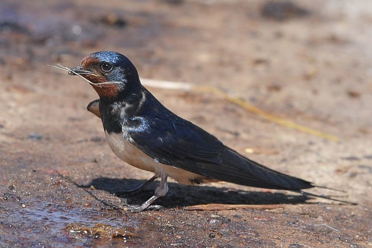 Rauchschwalbe - &copy; Foto: Patrick Pleul/dpa-Zentralbild/ZB
