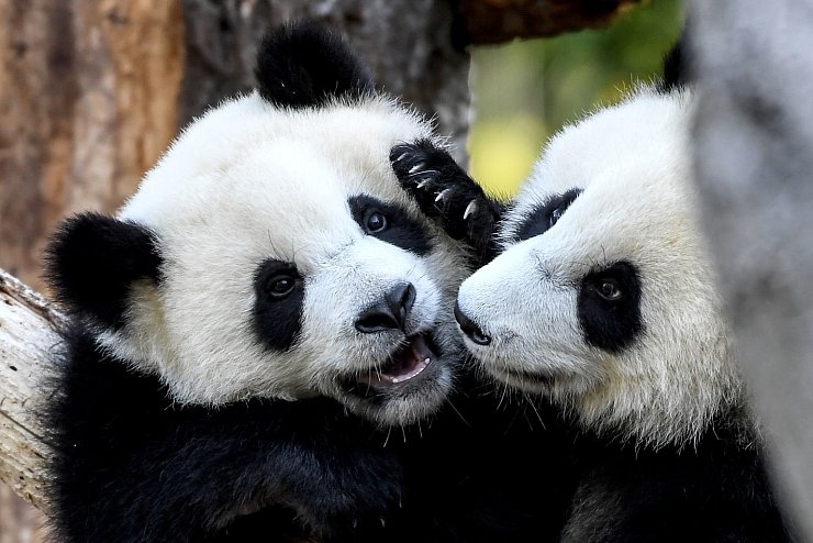 Pit und Paule - &copy; Foto: Britta Pedersen/dpa-Zentralbild/dpa