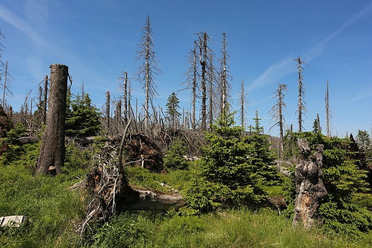 Waldbrandgefahr - &copy; Foto: Matthias Bein/dpa-Zentralbild/dpa