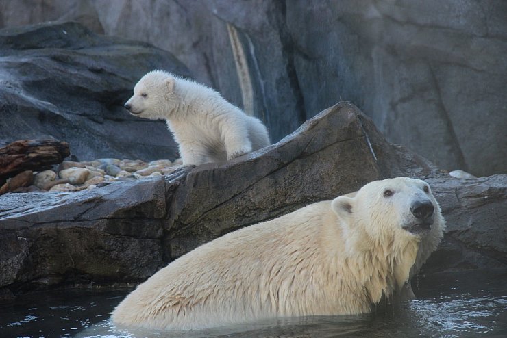 Eisbären-Jungtier im Wiener Zoo erstmals im Außengehege - © Foto: Fabian Nitschmann/dpa