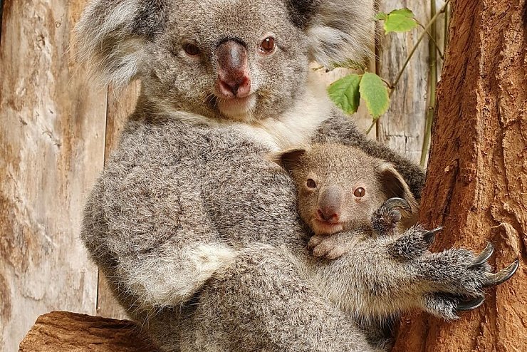 Baby-Koala in Duisburger Zoo - &copy; Foto: Zoo Duisburg/dpa