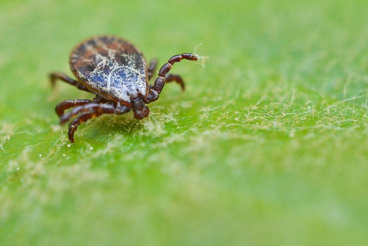 Zecke - &copy; Foto: Patrick Pleul/dpa-Zentralbild/dpa/Archivbild