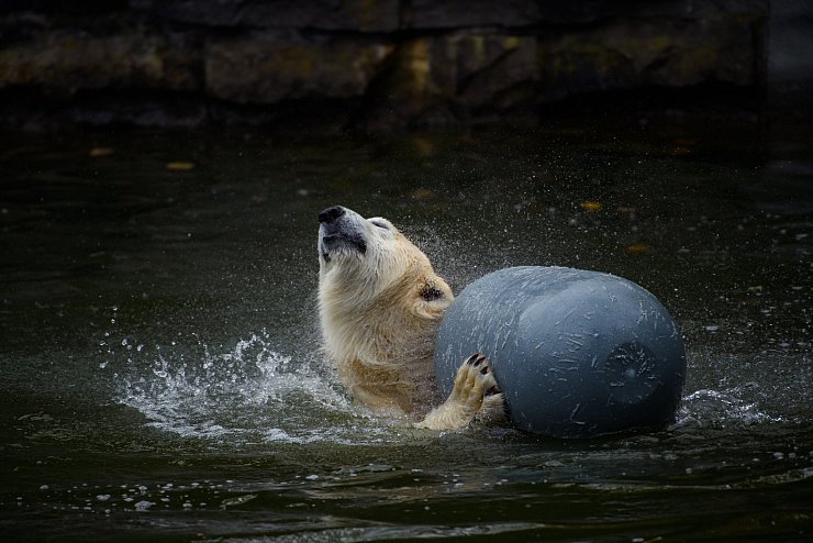 Berliner Eisbär Hertha - © Foto: Gregor Fischer/dpa