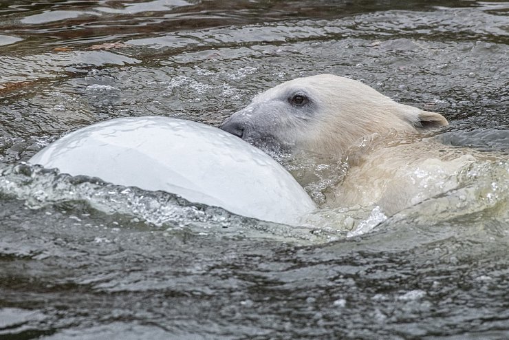 Erster Geburtstag von Eisbärin Hertha im Tierpark - © Foto: Paul Zinken/dpa