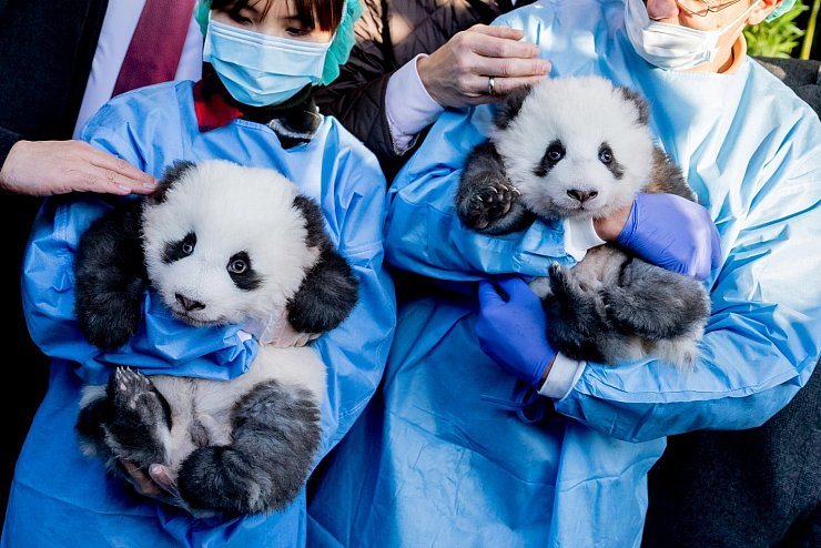 Panda-Zwillinge - © Foto: Christoph Soeder/dpa
