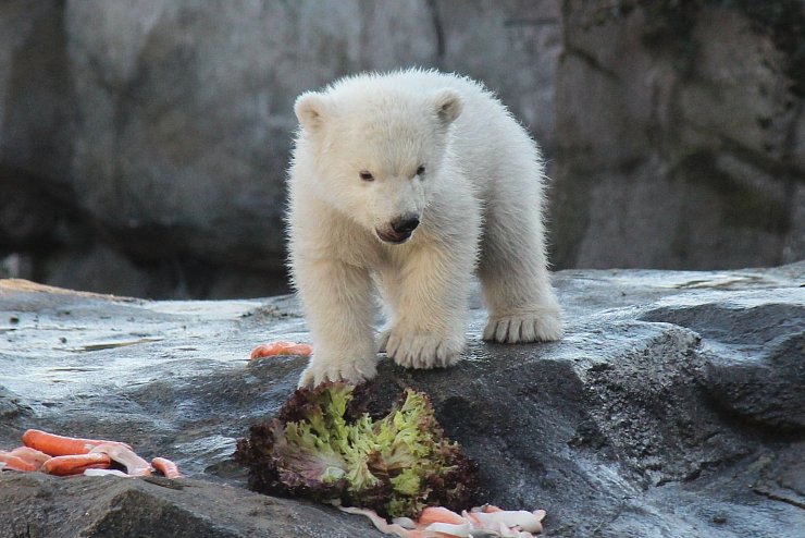 Eisbären-Jungtier im Wiener Zoo erstmals im Außengehege - © Foto: Fabian Nitschmann/dpa