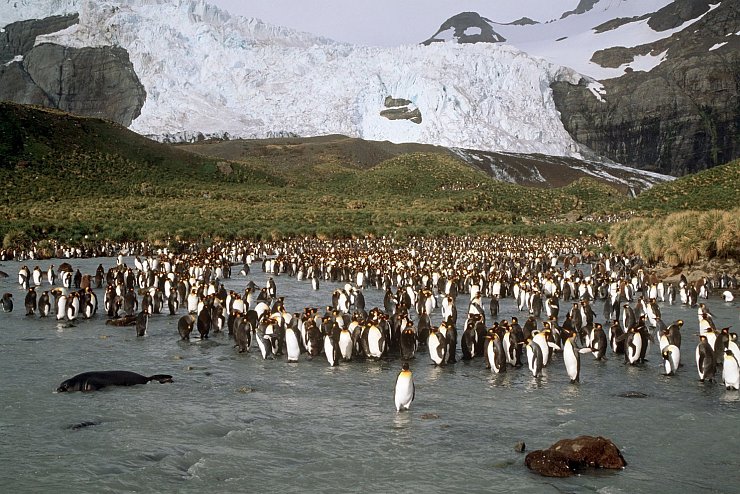 Eisberg auf Kollisionskurs mit Insel - Pinguine in Gefahr - &copy; Foto: Philips/dpa