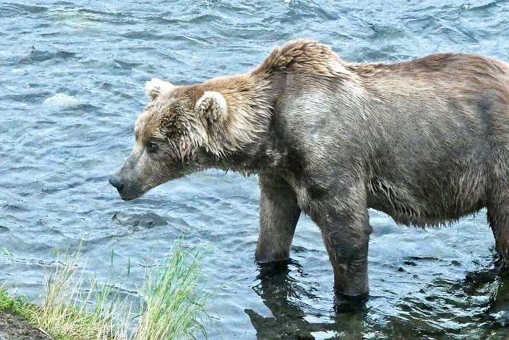 &laquo;Fat Bear&raquo;-Wahlen in Alaska - &copy; Foto: -/Katmai Nationalpark /dpa