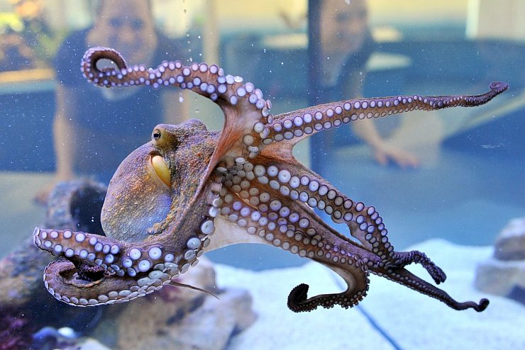 Octopus vulgaris - &copy; Foto: picture alliance / dpa