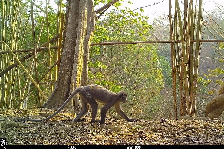 Affe - &copy; Foto: WWF Myanmar/dpa