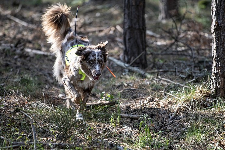 Hundesuchstaffel gegen Afrikanische Schweinepest - &copy; Foto: Fabian Sommer/dpa
