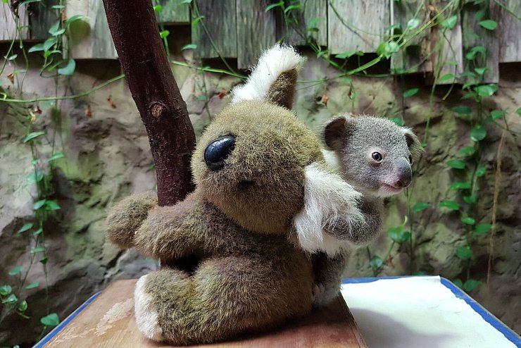 Baby-Koala in Duisburger Zoo - &copy; Foto: -/Zoo Duisburg/dpa