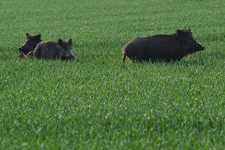 Wildschweine - &copy; Foto: Patrick Pleul/dpa-Zentralbild/dpa