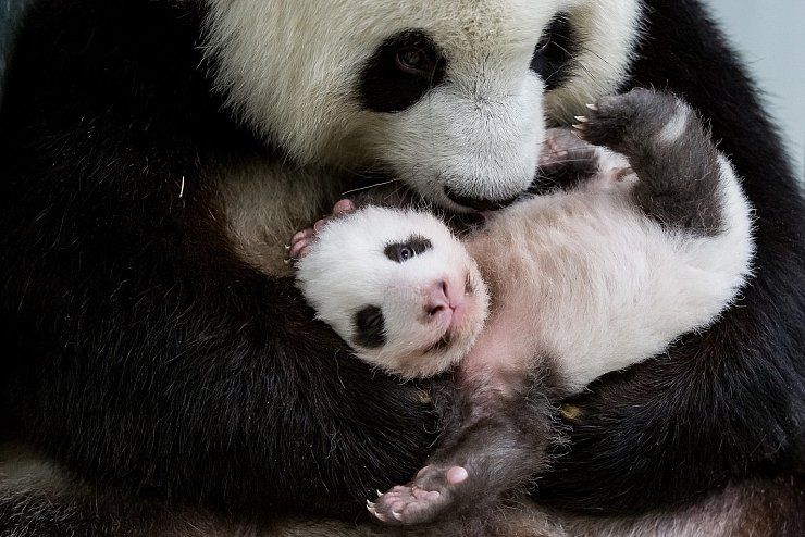 Berliner Panda-Zwillinge - © Foto: Zoo Berlin/dpa