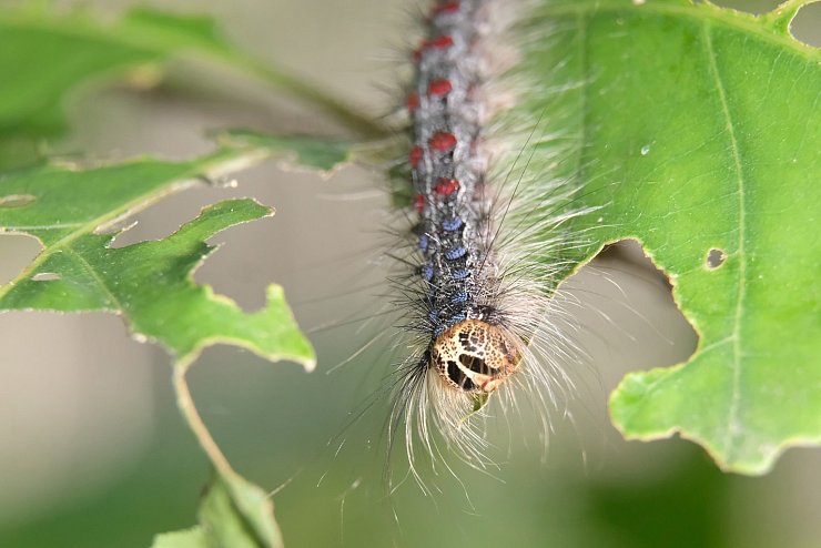 Schwammspinner-Invasion - © Foto: Sebastian Willnow/zb/dpa