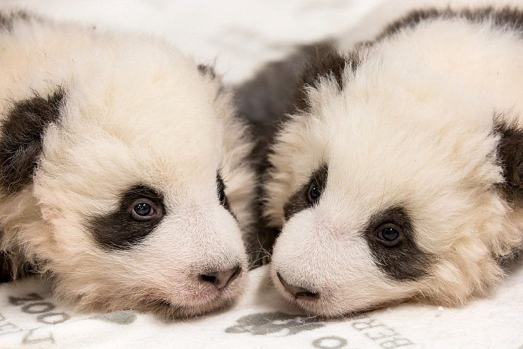 Panda-Nachwuchs im Zoo - © Foto: ---/Zoo Berlin/dpa
