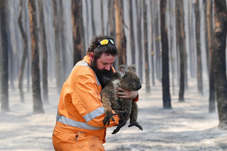 Koala-Rettung - &copy; Foto: David Mariuz/AAP/dpa