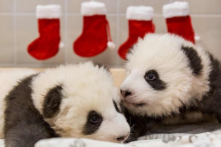 Panda-Nachwuchs im Zoo - © Foto: ---/Zoo Berlin/dpa