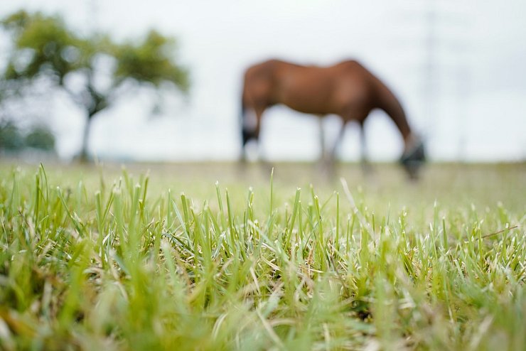 Pferd auf der Weide - &copy; Foto: Uwe Anspach/dpa