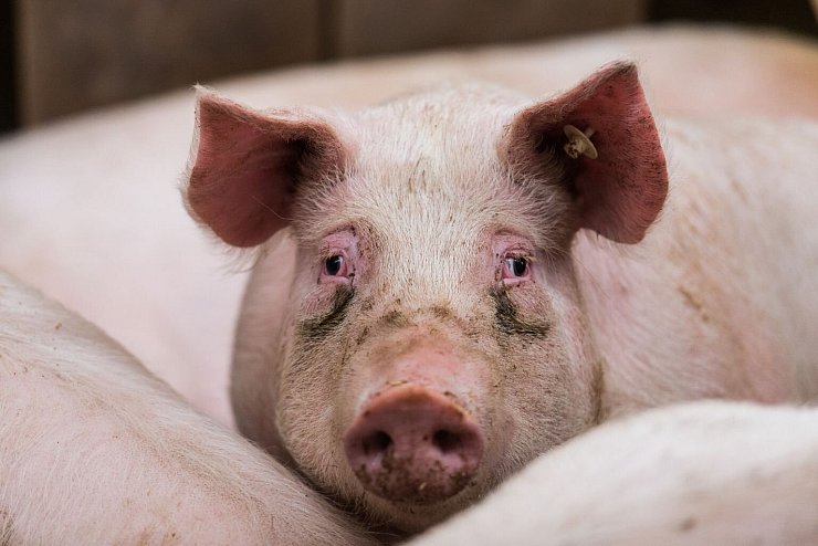 Hausschweine - &copy; Foto: Andreas Arnold/dpa