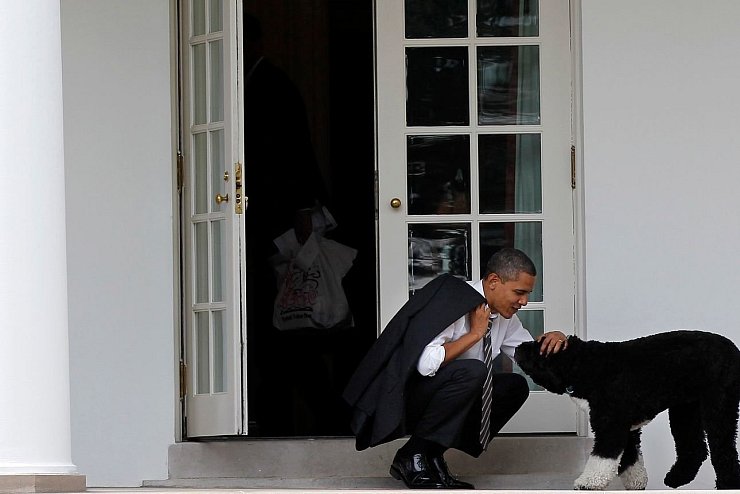 Familienhund Bo - &copy; Foto: Pablo Martinez Monsivais/AP/dpa