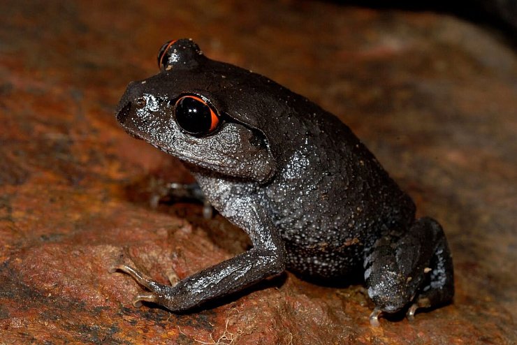 Frosch - &copy; Foto: Jodi Rowley/dpa