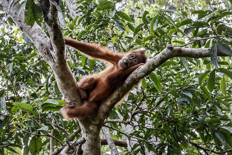 Ein Sumatra-Orang-Utan in einem Schutzgebiet in der indonesischen Provinz Aceh. Die weltweite Rate des Artensterbens ist laut IPBES derzeit zehn- bis hundertmal höher als im Schnitt der vergangenen zehn Millionen Jahre. - © Hotli Simanjuntak/EPA