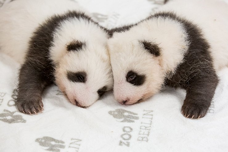 Berliner Panda-Zwillinge - © Foto: Zoo Berlin/dpa