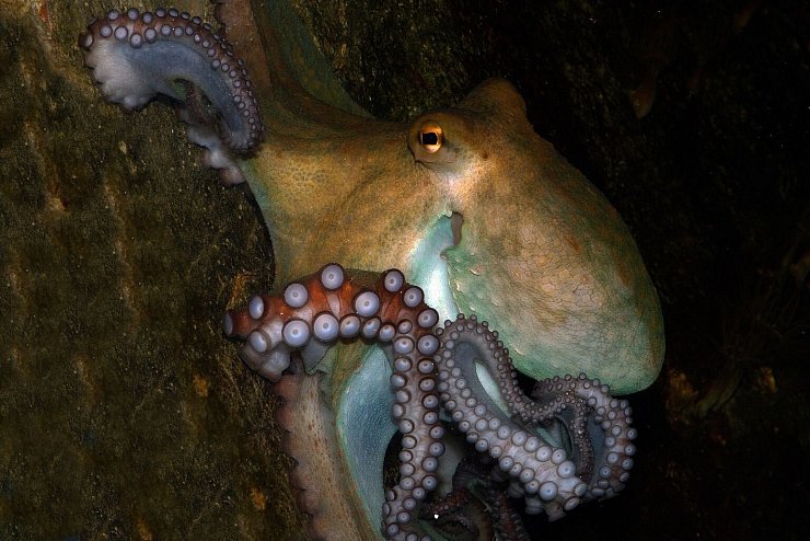 Octopus vulgaris - &copy; Foto: Jutta Kirchner/Wiener Haus des Meeres/dpa
