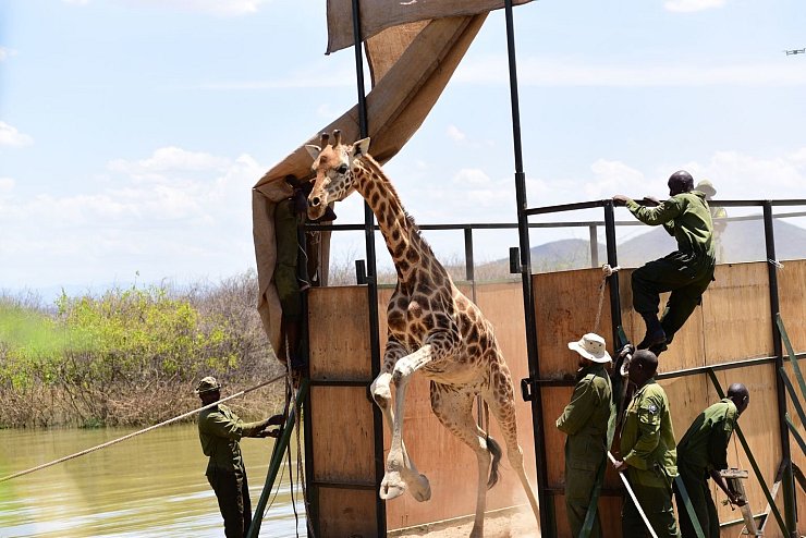 Neun Giraffen in Kenia umgesiedelt - &copy; Foto: Eckhartmedia/Northern Rangelands Trust/dpa