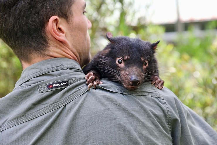 Erste Katarakt-OP bei Tasmanischem Teufel - &copy; Foto: Aussie Ark/dpa