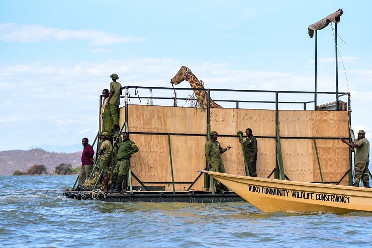 Umsiedlung von Giraffen in Kenia - &copy; Foto: -/Northern Rangelands Trust/AP/dpa