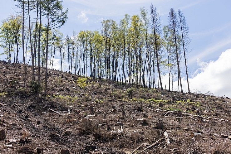 Trostlos - &copy; Foto: Rolf Vennenbernd/dpa