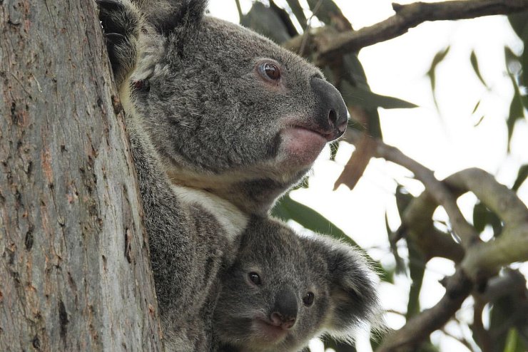 Koalas - &copy; Foto: Supplied/IFAW, FRIENDS OF THE KOALA via AAP/dpa