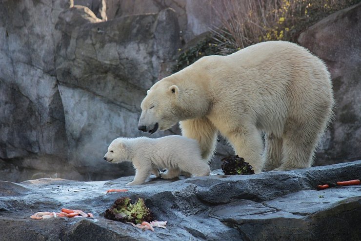 Eisbären-Jungtier im Wiener Zoo erstmals im Außengehege - © Foto: Fabian Nitschmann/dpa