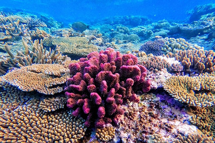 - &copy; ---/Great Barrier Reef Foundation/dpa