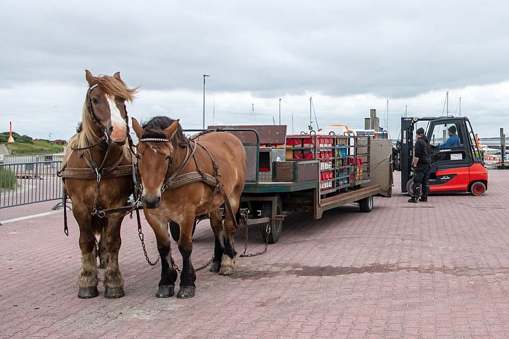 Pferdefuhrwerk - &copy; Foto: Sina Schuldt/dpa