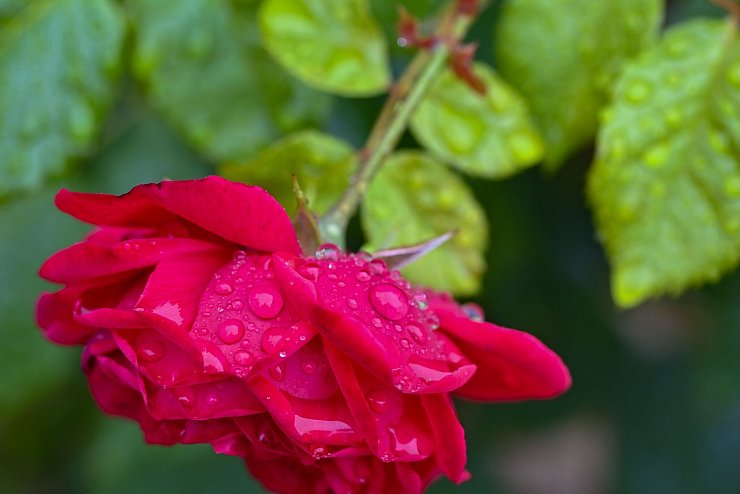 - &copy; Patrick Pleul/dpa