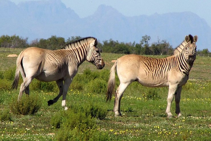 - &copy; Quagga Project/dpa